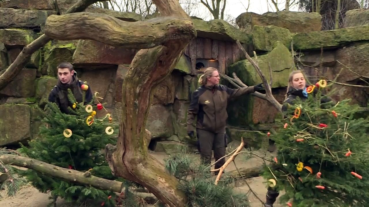 Oh Tannenbaum! Festtagsmenü für Zoo-Elefanten
