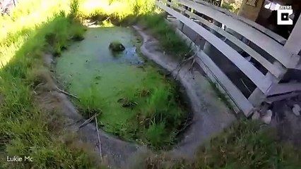 La inmensa criatura encontrada al visitar un parque acuático abandonado