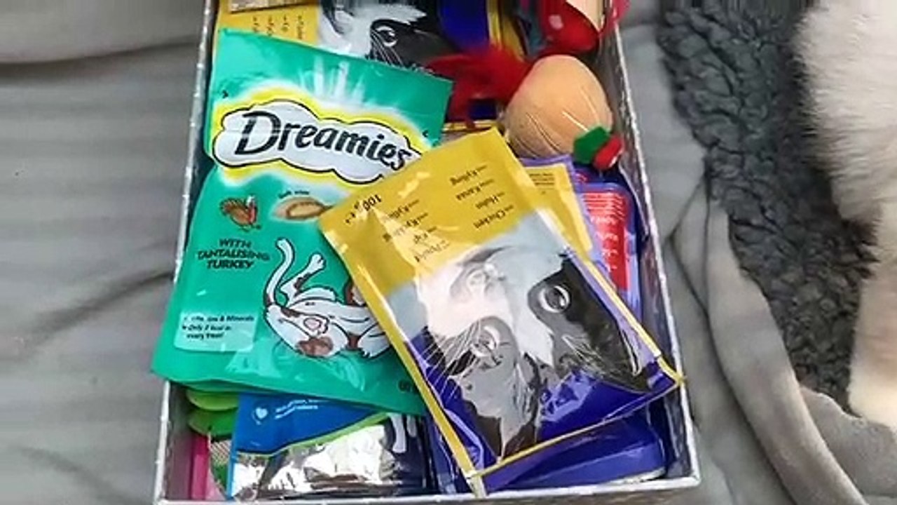 Cats Protection shoeboxes
