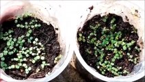 How To Germinate Strawberry Seeds? || Germinating Strawberry Seeds At Home