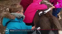 Vosges : à la rencontre des rennes du père Noël