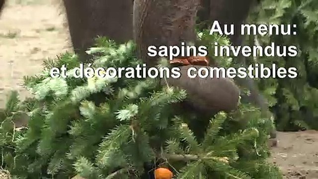 Festin de nöel à base de sapins pour les animaux du zoo de Berlin