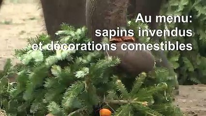 Festin de nöel à base de sapins pour les animaux du zoo de Berlin