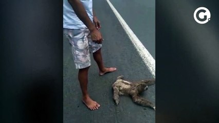 Resgate de uma preguiça na BR 101 próximo à Sooretama