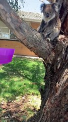 Giving Water to a Thirsty Koala