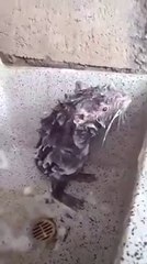 The bathing rat - Preparing for the year of the Iron Rat