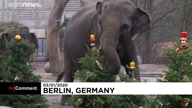 Праздник для зверей в зоопарке Берлина