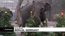 Karácsonyfát ettek a berlini állatkert lakói