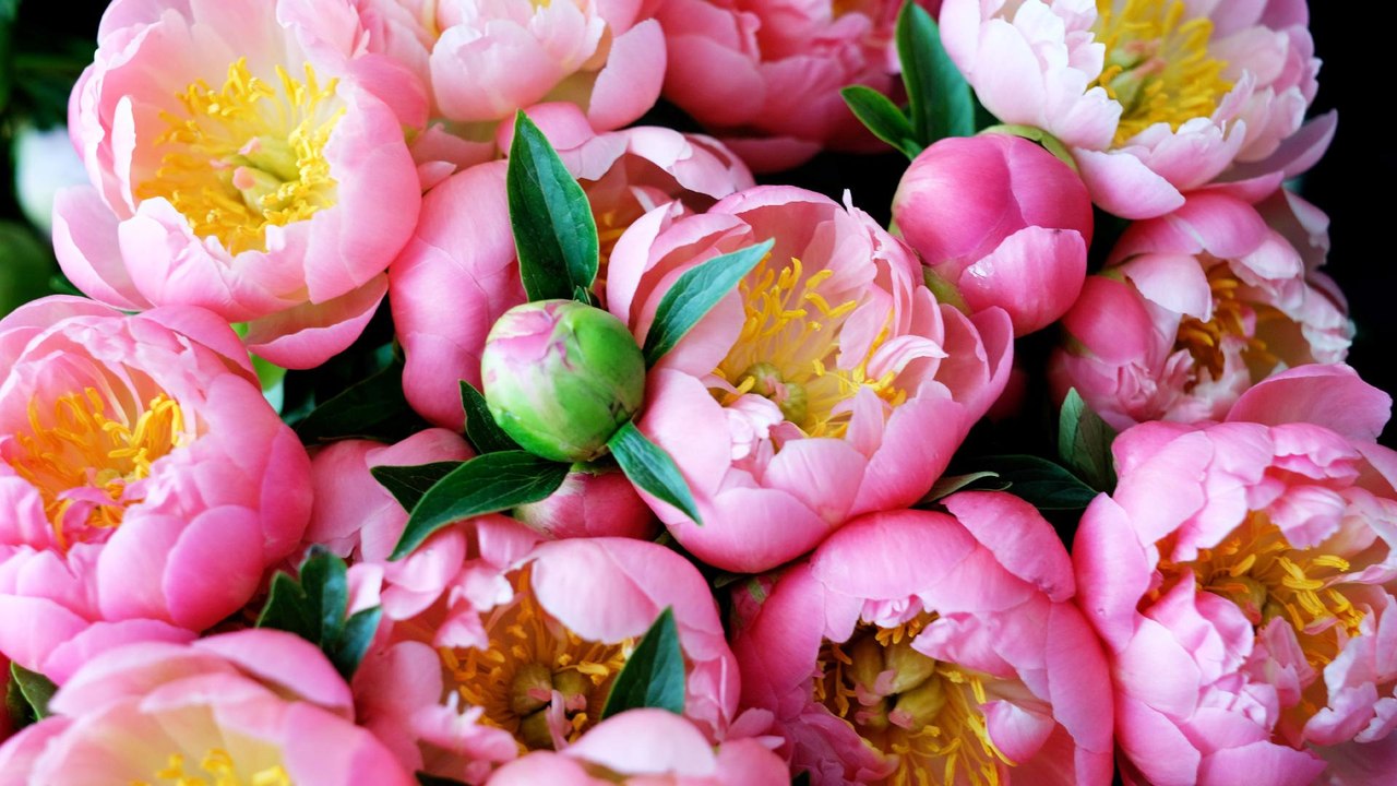 5 Things You Need to Know If You Want to Grow Your Own Peonies