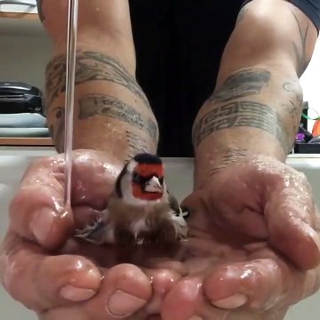 Son oiseau prend son bain dans ses mains... adorable