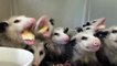 Opossums eating bananas