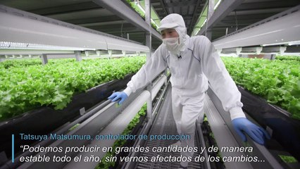 "Fábricas de verduras" en Japón