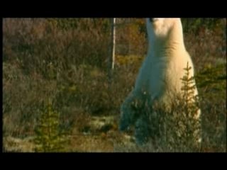 NATURE | Arctic Bears | Preview | PBS