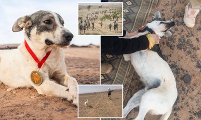‘Cactus’, el perro que corre 250 kilómetros en el Sahara y se gana la simpatía de la Red