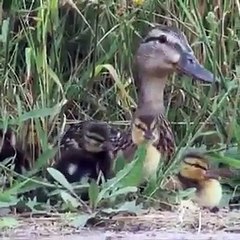 La mama pata agradece la ayuda de estos hombres que salvan la vida a su patito