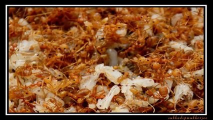 Weired foods that are found in India