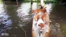 Six Cats Float On Surfboard In Canal