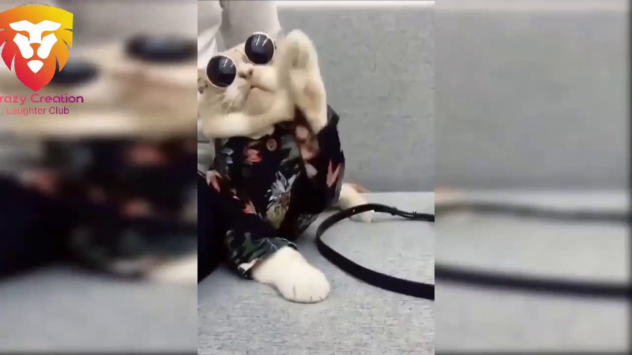 Funny_  Cat_ Compilation_Video