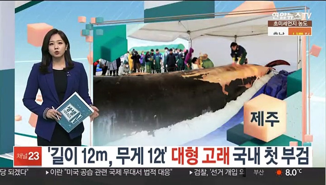 '길이 12ｍ, 무게 12t' 대형 고래…제주서 국내 첫 부검