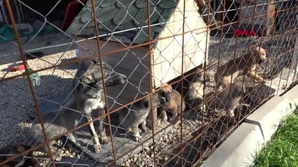 Edirne hayvanseverler, üşüyen sokak hayvanları için eski battaniye istiyor