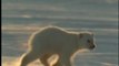 NATURE | Arctic Bears | Polar Bears' Prey | PBS