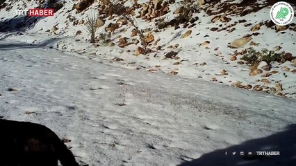 Doğanın yırtıcı kedileri vaşaklar fotokapana yansıdı