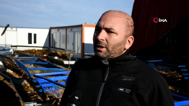 Çiftlikte esrarengiz olay 320 koyun telef oldu: Koyunlar köye açılan büyük çukura gömülüyor