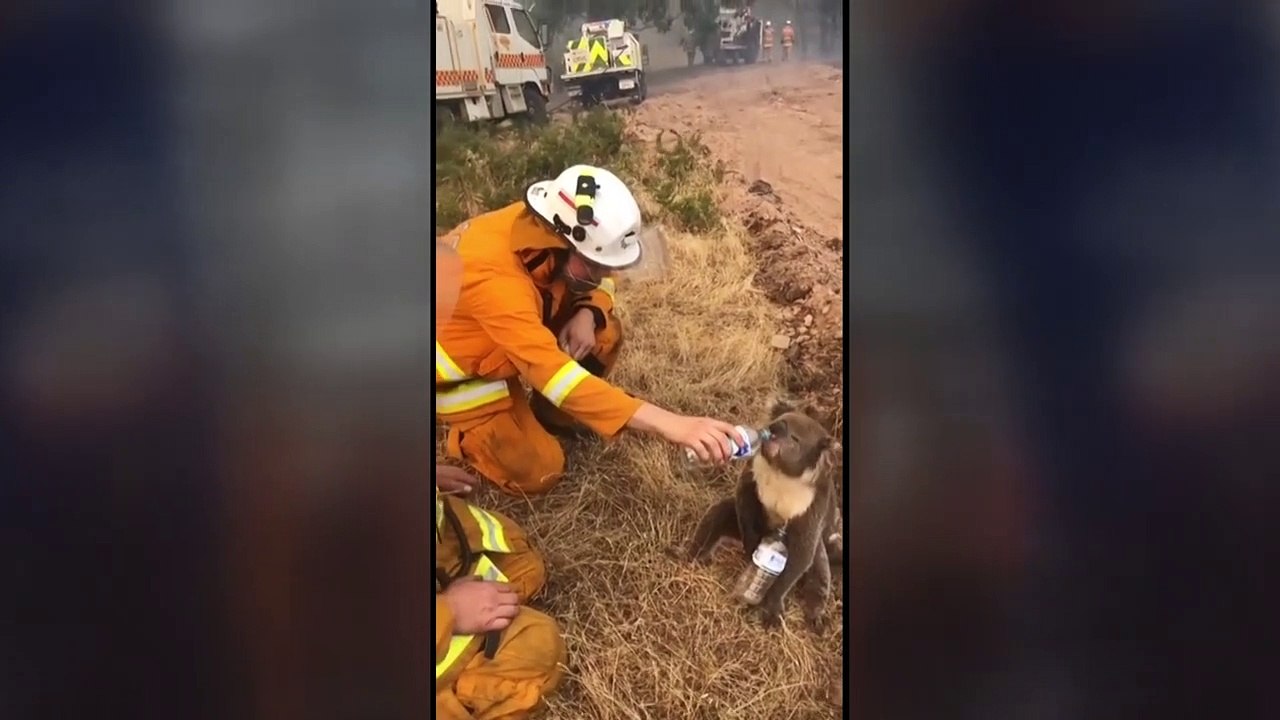 Tier-massensterben durch brände in australien
