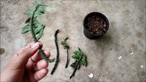Devil's Backbone Plant | How To Grow From Cuttings ? | Pedilanthus/ Jacob's Ladder From Cuttings