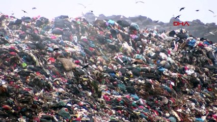 Aç kalan martılar katı atık imha merkezine akın etti