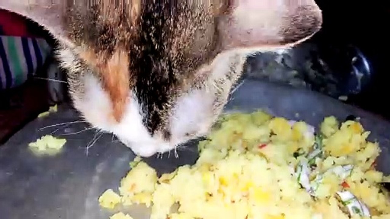 Cat Eat Rice