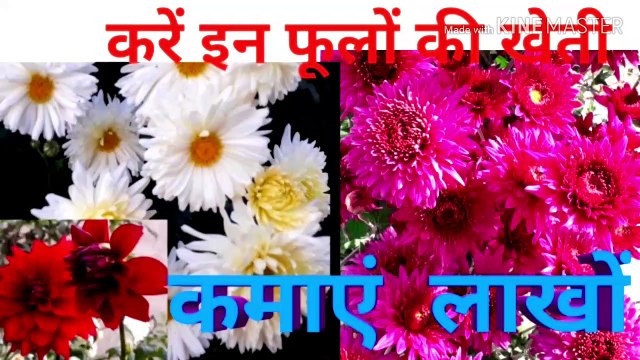 करें इन फूलों की खेती कमाएं लाखों , खूबसूरत फूलों की खेती , डेलिया व चन्द्रमल्लिका के फूलों की खेती मुनाफे का सौदा , लगाएं रंग बिरंगी गुलदाऊदी