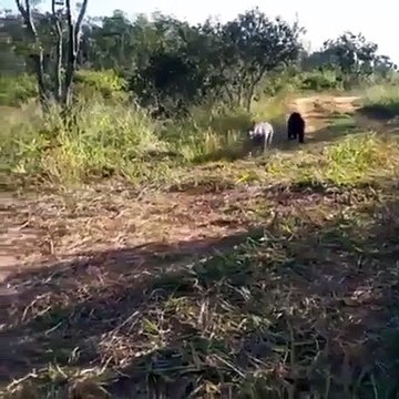 Un chien et une panthère qui s'amusent ensemble ! Mignon