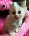Cute Kittens & Cats Video Compilation 2020 - Latest Video Compilation of Kitten & Cats