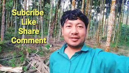 How to castrate piglet in Bodo tradition