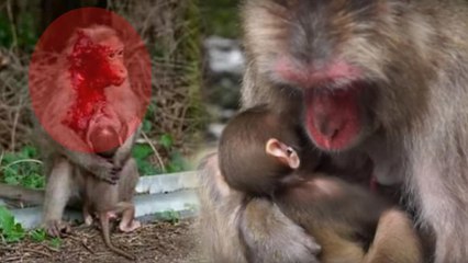 Viral Photo : Monkey Feeds Her Baby After Hit By A Vehicle !