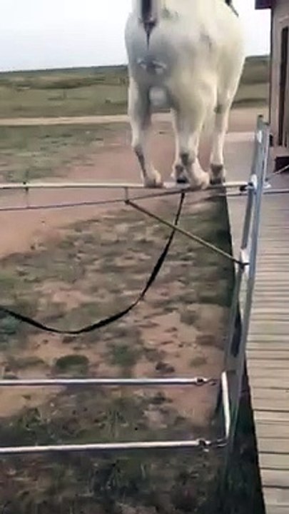 Monkey and Goat Roadside Circus