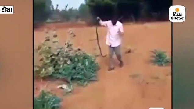 નશામાં ટલ્લી થઈને શખ્સે ખેતરમાં સાપનો રસ્તો રોક્યો, અડધા કલાક સુધી રમતો રહ્યો