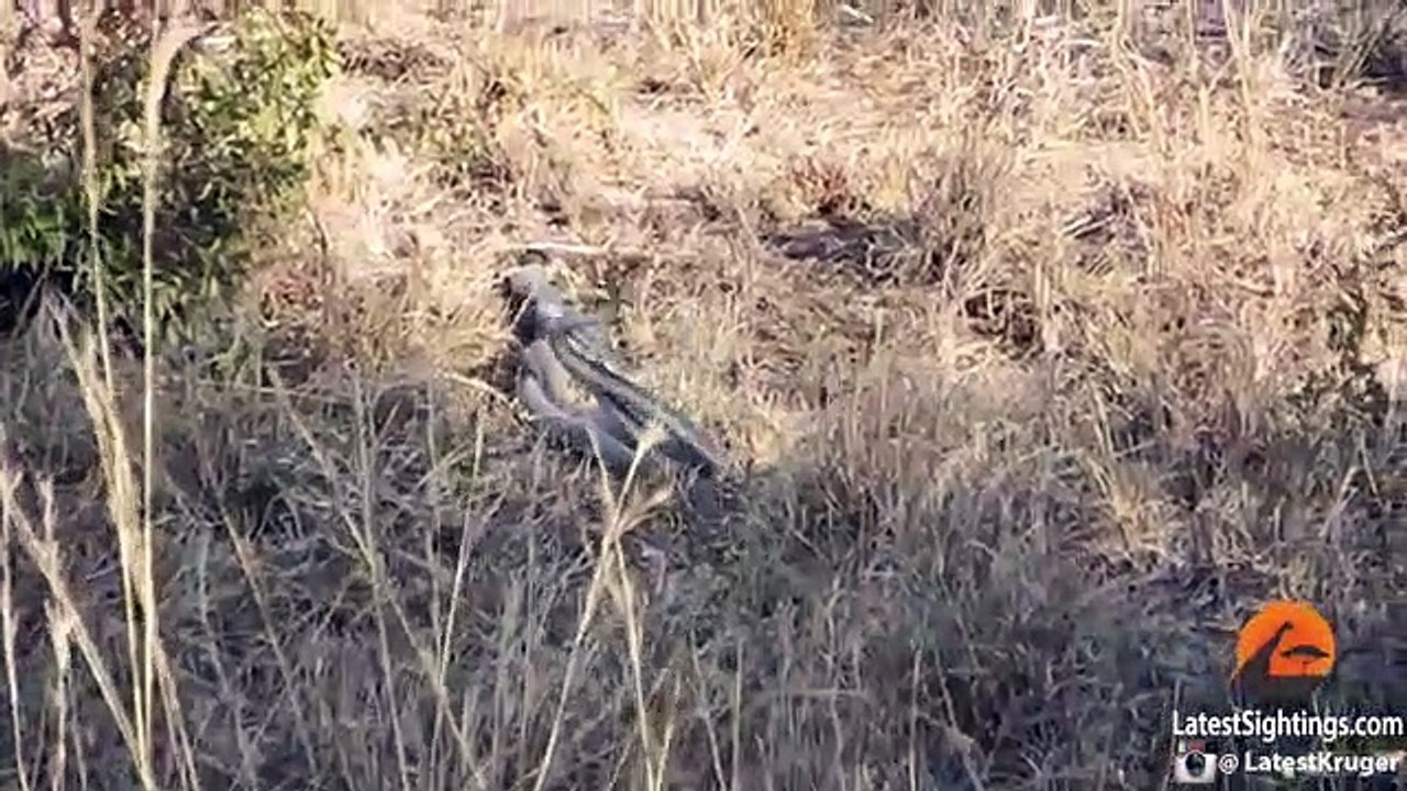 Fighting Black Mamba Snakes