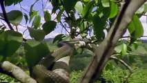 Flying Snakes hunting Flying Dragon   Leaping Lizard National Geographic - Snakes really can fly