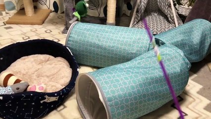 Let's play with cats and toys! 2020 # 1