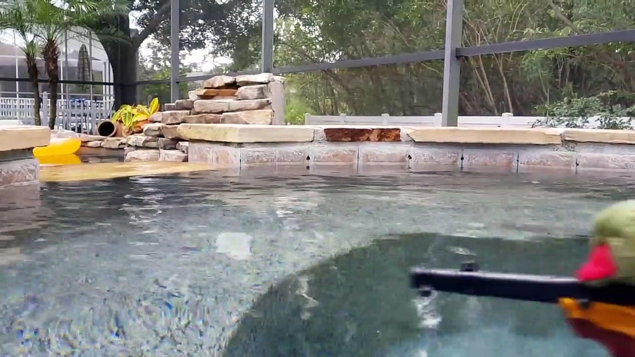 Sunshine The Snapping Turtle