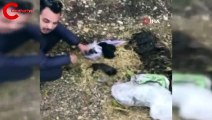 Yol kenarına atılmış yavru köpekleri vatandaşlar kurtardı