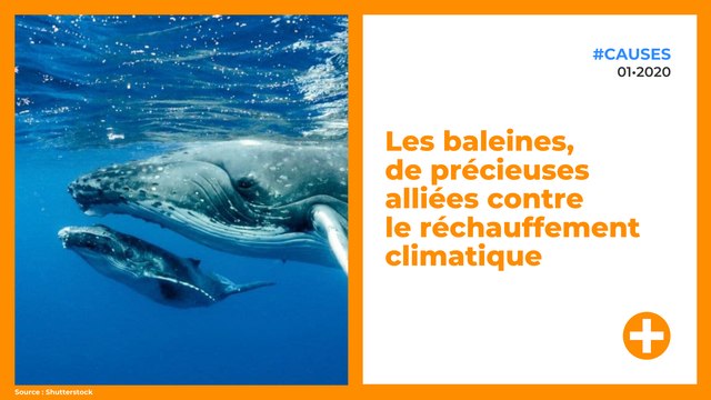 Les baleines, de précieuses alliées contre le réchauffement climatique