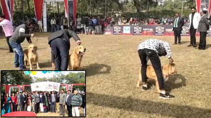 डॉग शो धौलपुर : जब रैम्प पर उतरा 15 लाख का डॉग, देखते रह गए लोग