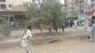 Cow Qurbani | Funny Compilation of Cow Running in Karachi Road | Eid Ul Adha 2018 & 2019