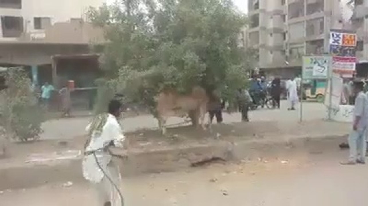 Cow Qurbani | Funny Compilation of Cow Running...