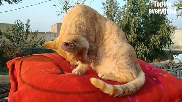Cats Cleaning | Cats grooming itself | Cat Bath | Cats Relaxing | Kittens Videos | Cat Videos
