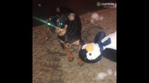 Angry dog guilty of destroying stuffed animal