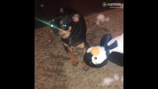 Angry dog guilty of destroying stuffed animal